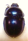 TRYPOCOPRIS vernalis viridissimus
