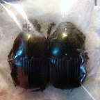 ONITIS subcrenatus