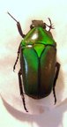 TMESORRHINA viridicincta fuscosuturalis M