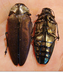 PSEUDOBELIONOTA lineanota