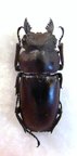 PROSOPOCOILUS faber M amphio