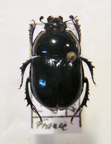 TRYPOCOPRIS pyrenaeus