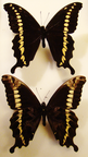 PAPILIO mackinnoni