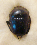 GYMNOPLEURUS profanus