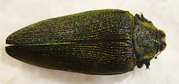 STERASPIS colossa