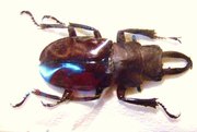 ODONTOLABIS taronii,M