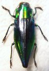 CYPHOGASTRA calepyga