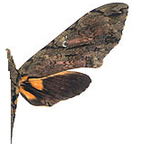 XANTHOPAN morgani