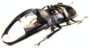 HEXARTHRIUS mandibularis sumatranus 