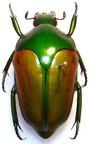 MEGAPHONIA adolphinae