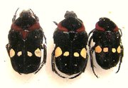 GLYCYPHANA (Glycyphaniola) quadricolor rubroscutellaris