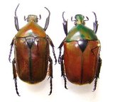 TORYNORRHINA fulvopilosa,C
