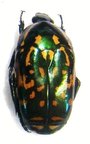 POECILOPHARIS truncatipennis