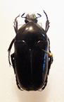 THAUMASTOPEUS shangaicus