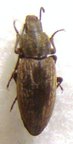 HIMATISMUS sp