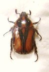 GAMETIS plagiata