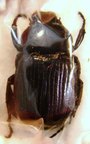 PLATYGENIA barbata