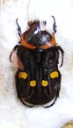 GLYCYPHANA (Caloglycyphana) binotata