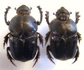 HETERONITIS tridens C