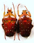 STEPHANORRHINA guttata collinsi