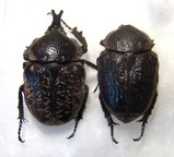 HYPSELOGENIA corrosa Couple