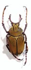 DICRANOCEPHALUS wallichi ssp