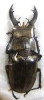 LUCANUS sericeus M