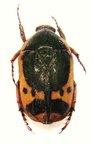 PACHNODA viridana rufipes