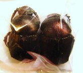 ONITIS fulgidus
