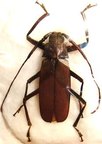 TERSEC (Macrotoma) ergatoides M