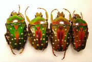 STEPHANORRHINA sp ( julia "hybrida") Couple