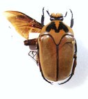 LOMAPTERA annae