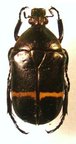 PLAESIORRHINA watkinsiana