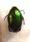 RUTELIDAE sp 