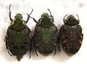 PSEUDINCA dichroa