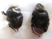 PHALOPS fimbriatus
