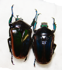 TAURHINA (Neptunides) polychrous var.marginipennis,M (forme nominale)