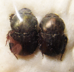 ONITIS nigeriensis C