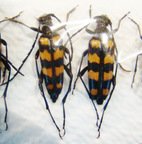 LEPTURA quadrifasciata