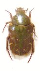 GLYCYPHANA (Glycyphaniola) neglecta
