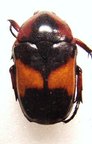 DYSPILOPHORA abbreviata