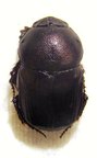 ONITIS violaceus