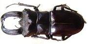 HEXARTHRIUS rhinoceros rhinoceros