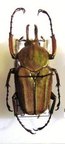 MYCTERISTES (PRIGENIA) VOLLENHOVENI