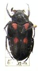 TAENIODERA egregia