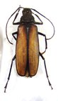 TERSEC (Macrotoma) infan F
