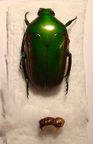MEGAPHONIA beccari
