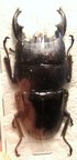 DORCUS alcides M 