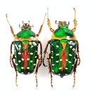 STEPHANORRHINA guttata guttata