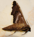 POLYPTYCHOIDES digitatus